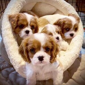 Cavalier King Charles Spaniel Puppies. | PostAds PH