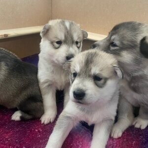 Alaskan Malamute Puppie | PostAds PH