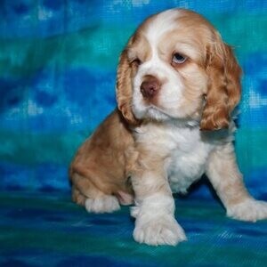 Cocker Spaniel Puppies | PostAds PH