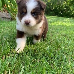 Australian Shepherd | PostAds PH