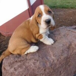Basset Hound Puppies | PostAds PH