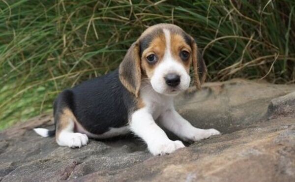 Beagle Puppies Available