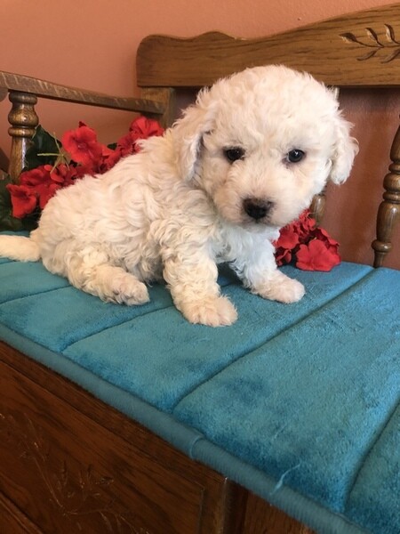 Excellent Bichon Frise Puppies