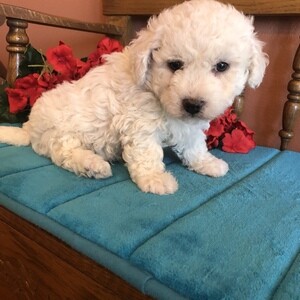 Excellent Bichon Frise Puppies | PostAds PH