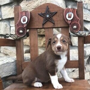 Cute Border Collie Puppy | PostAds PH