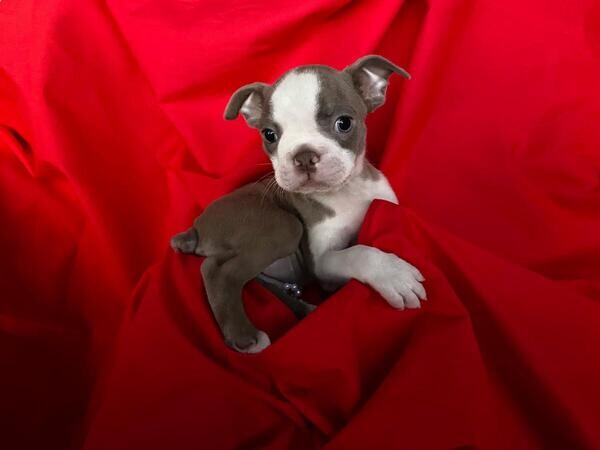 Boston Terrier puppies for you