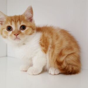 Scottish fold kittens whatsapp:+44-7543-470-027 | PostAds PH
