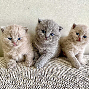 kittens raised with love | PostAds PH