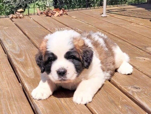 Cute St. Bernard puppies now ready for new homes