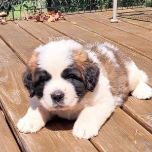 Cute St. Bernard puppies now ready for new homes | PostAds PH