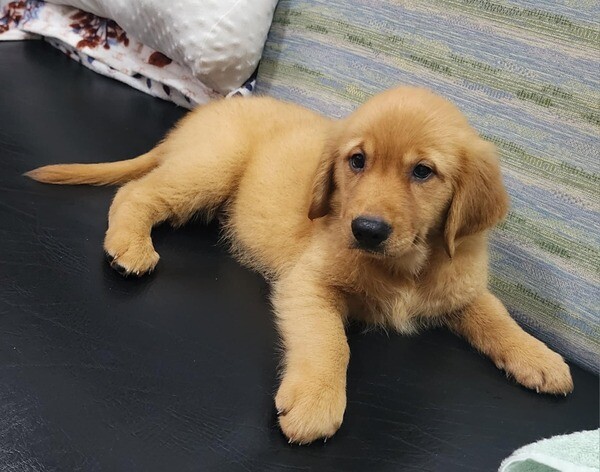 Golden Retriver puppy for Sale