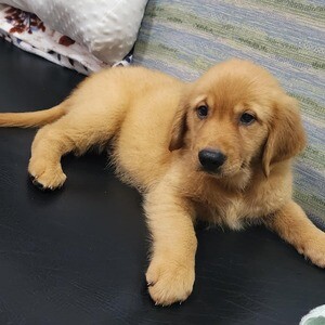 Golden Retriver puppy for Sale | PostAds PH