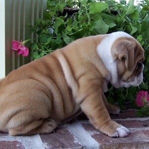 Akc English Bulldog Puppies Viber:+63-90788-465-30 | PostAds PH