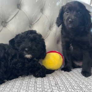 Cockapoo puppies looking for forever home | PostAds PH