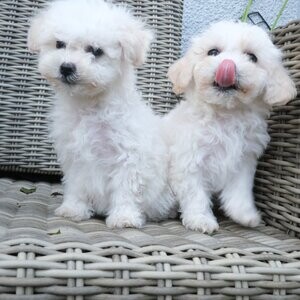 Adorable Bichon Frise puppies | PostAds PH