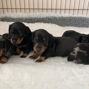 Miniature Dachshund Puppies | PostAds PH
