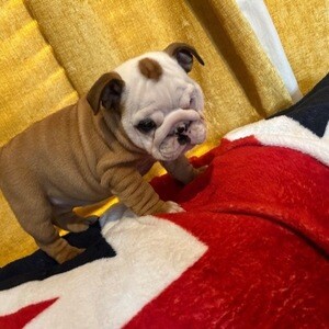 Beautiful English Bulldog puppies | PostAds PH