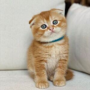 Scottish fold kittens | PostAds PH