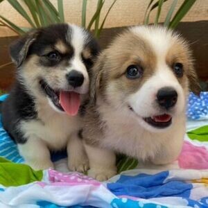 Pembroke Welsh Corgi puppies | PostAds PH