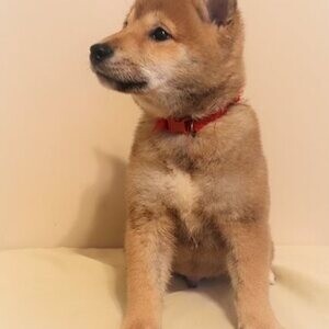 Shiba inu puppie Viber:+63-948-1451-325 | PostAds PH
