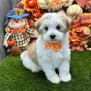 Havanese Puppies Viber:+63-948-1451-325 | PostAds PH
