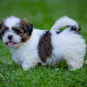 Adorable Shih-Tzu Pups Viber:+63-948-1451-325 | PostAds PH