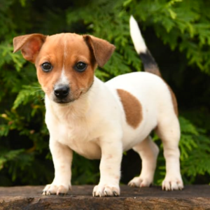 Jack Russell Terrier Viber:+63-948-1451-325 | PostAds PH