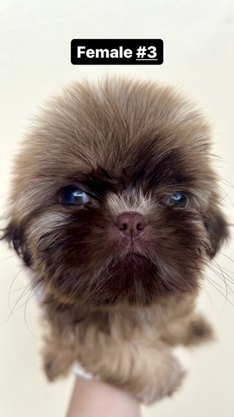 Pure Shih tzu for rehoming 
