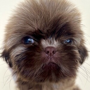 Pure Shih tzu for rehoming | PostAds PH
