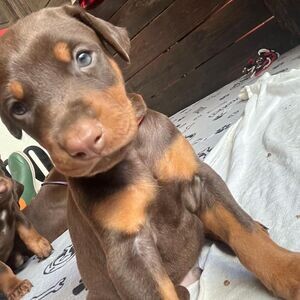 Doberman Pinscher Male available | PostAds PH