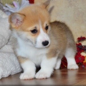 Welsh Corgi Pembroke puppies | PostAds PH