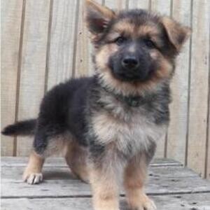 German Shepherd puppies 3 males and females | PostAds PH