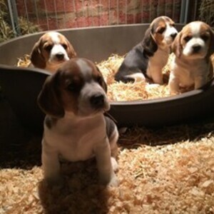 Beautiful Beagle puppies | PostAds PH