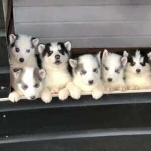 Siberian Husky Puppies | PostAds PH