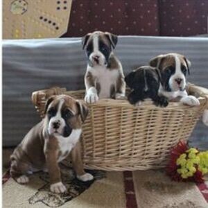 Boxer pups | PostAds PH