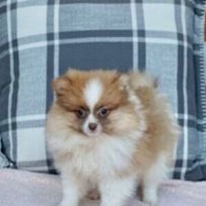 Pomeranian pups available | PostAds PH