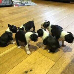 Boston terrier puppies | PostAds PH