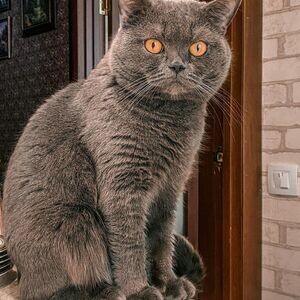 Scottish Straight kitten | PostAds PH
