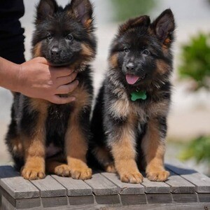 German Shepherd Puppies | PostAds PH