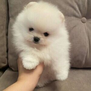 Pomeranian puppies available! | PostAds PH