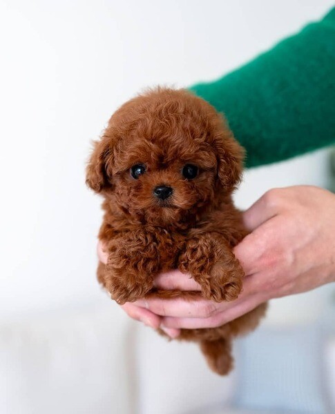 Toy poodle puppies