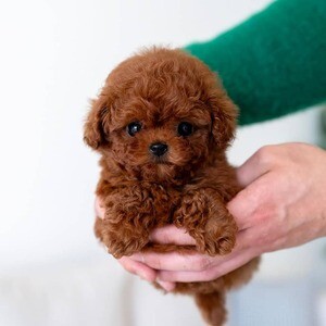 Toy poodle puppies | PostAds PH