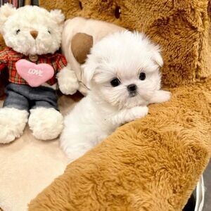 Lovely Maltese puppies | PostAds PH