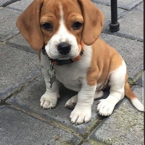 Beagle puppy | PostAds PH