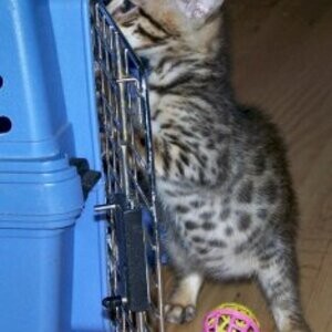 Buy Bengal Viber:+63-9481-451-325 | PostAds PH