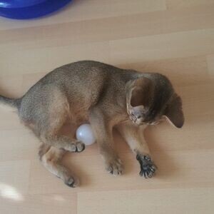 Abyssinian Kittens Viber:+63-9481-451-325 | PostAds PH