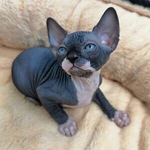 Sphynx Kittens Viber:+63-9481-451-325 | PostAds PH