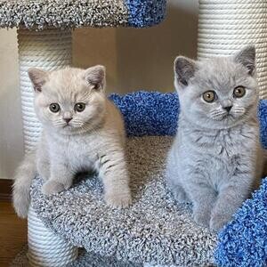 purebred kittens for adoption | PostAds PH