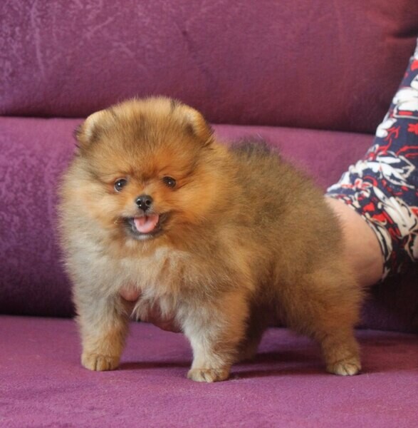 Adorable Pomeranian puppy 