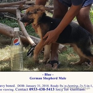 German Shepherd Male Puppy Ready for Re-Homing w/ PCCI. Good Schutzhun | PostAds PH